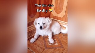 Bo đẹp trai ko ạ? cunyeucuadua yeucho yeuchomeo cún cúncon chó chómèo chócon chókhôn yeuchomeo chócute pet dog dogsoftiktok doggo