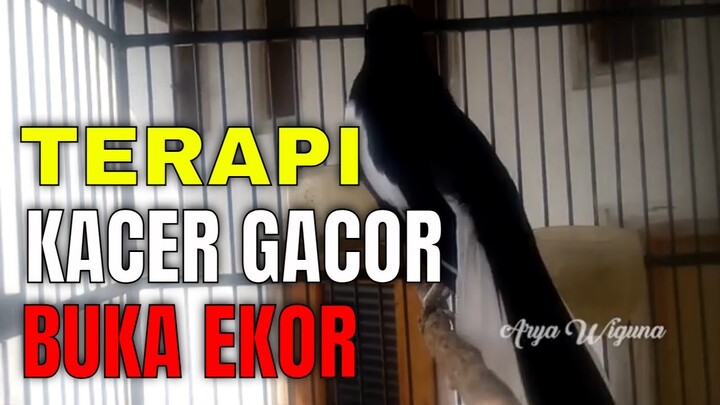 Suara KACER BUKA PARUH Tanpa HENTI, BIKIN Kacer BISU jadi NYAUT GACOR