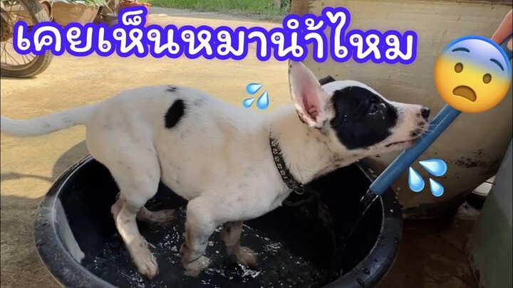 ภารกิจแต่ละวันชั่งปวดหัว
