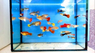 บทสรุป โครงการเพาะปลาหางนกยูง1 [guppy fish breeding] l คุณพ่อคราฟ