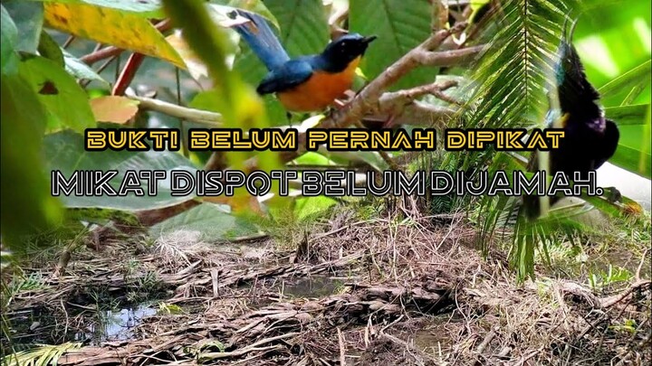 tledekan bakau agresif || mikat tledekan bakau dispot terbaru.