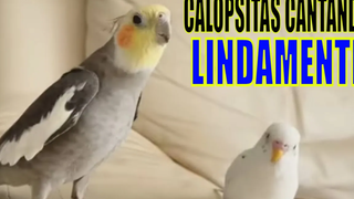 Cockatiel ร้องเพลง Cockatiel ร้องเพลงเพื่อฝึก Cockatiel Whistling สำหรับ Cockatiel