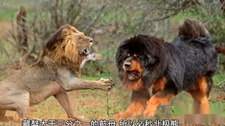 【Blade】 menghajar Tibetan Mastiff dengan keras, kemurnian Jack terlalu tinggi