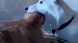 【Funny Videos】Dogs: Time to eat