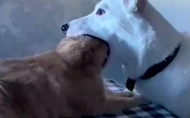 【Funny Videos】Dogs: Time to eat