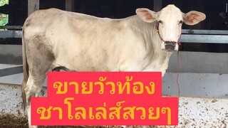 ขายวัวชาโลเล่ส์ท้อง