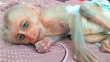 Pitiful!! Sad Tiny Monkey Luxy Looks So Tired Lay Down & Want To Sleep