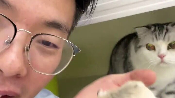 Kucing saya meneteskan air liur ketika melihat hamster.