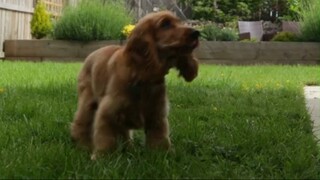 Characteristics of Cocker Spaniel