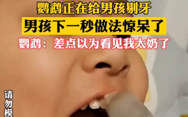 鹦鹉给小男孩剔牙"神奇动物 "宠物
