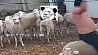 有眼不识泰山