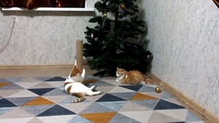 Funny video cat