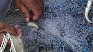 cast net fishing in Nepal | himalayan trout fishing in Nepal | asala fishing |