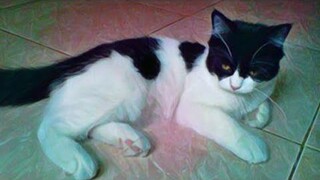 si meong kucing lucu |the cute cat meow