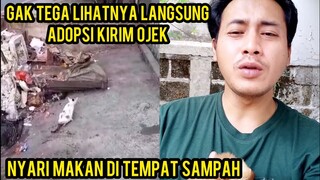 Astagfirullah Kucing Lumpuh Sedang Sakit Mencari Makan Di Tempat Sampah..!