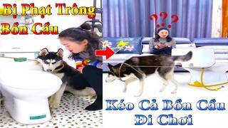 Thú Cưng TV | Dương KC Pets | Ngáo và Đầu Moi #2 | chó thông minh vui nhộn | funny cute smart dog