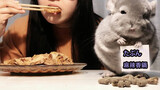 Makan dengan chinchilla, siaran makan yang menenangkan!
