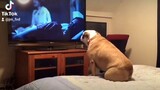Dog reaction watching Horror so cute 🤣
