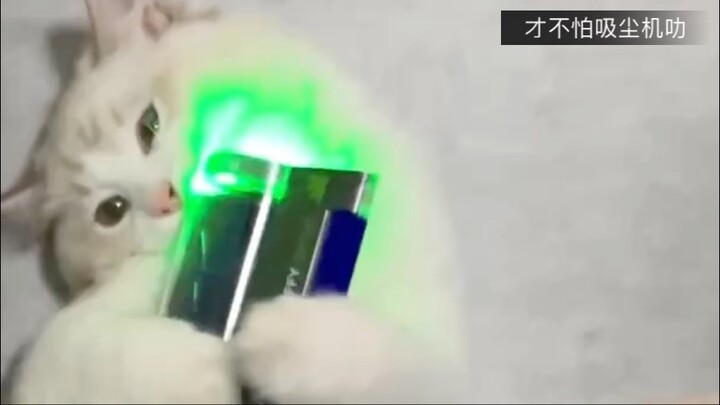 吸尘器才不吓人！布偶猫表示：开战吧，吵死了！