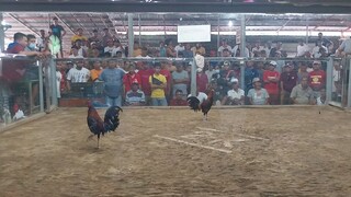 tibay ng manok ko