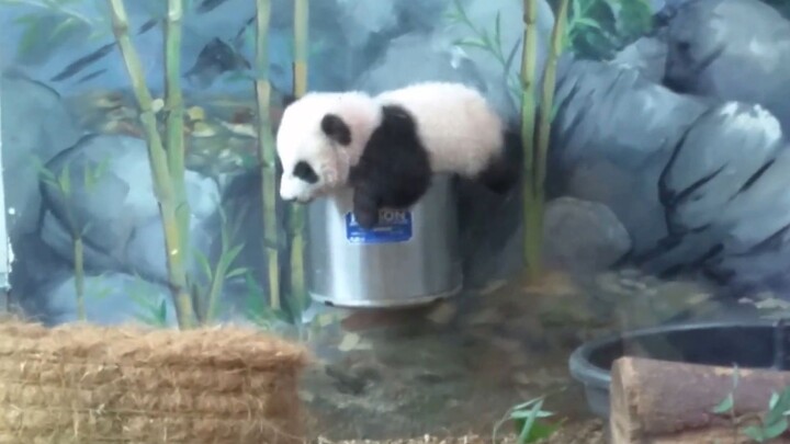 Panda: Aku Ingin Punya Kaki yang Panjang