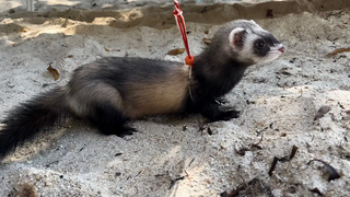 Ferret ครั้งแรกที่เดินริมทะเลบนชายหาด หน้าด้าน