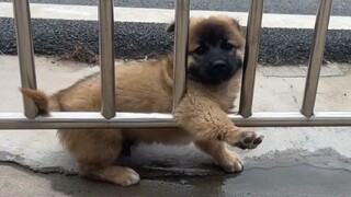 Anak anjing Sheniu akhirnya terjebak, dia masih terlalu muda untuk mengetahui sifat jahat dari hati 