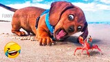 Best Cute And Funny Animal Videos 2022 ðŸ˜‡ - Funniest Dogs And Cats Videos ðŸ¤£ðŸ¥°