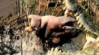 Tragically A Crocodile Kills A Newborn Hippo.