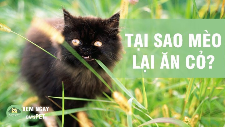 Tại sao mèo ăn cỏ và những điều lý giải bất ngờ | Dayspet