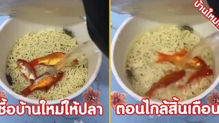 ซื้อบ้านใหม่ให้น้องปลา ในเวลาใกล้สิ้นเดือน !! ( รวมฮาพากย์ไทย )