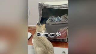 Mang tiếng chung cư cao cấp 🥲🥲🥲 mèo cat