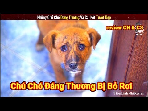 Chú Chó Đáng Thương Bị Chủ Nhẫn Tâm Bỏ Rơi Và Cái Kết Tuyệt Đẹp || Review Con Người Và Cuộc Sống