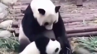 NI PANDA PETAKILAN BANGET DAH