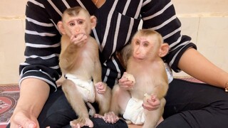 WOW!!! Adorable Baby Lion & Sono So Lovely Sit Eating Rambutan Fruits