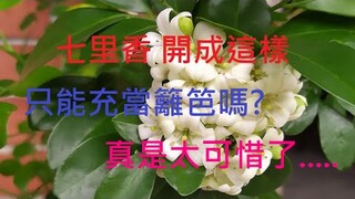 [七里香種植]01 七里香時常被拿來充當籬笆 但如何種可以既是籬笆又有樹的效果 又如繡球花開花的感覺 有興趣的可看一下....