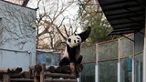 【大熊猫萌兰】对新装上的顶棚好奇。2021.12.20.摄于北京动物园