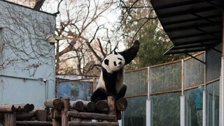 [Hewan] Momen lucu panda penasaran dengan kanopi baru