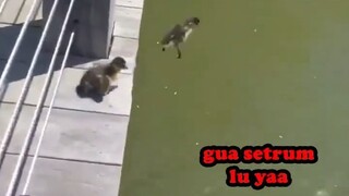 LATIHAN BERENANG SAMA IBU