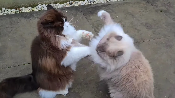 Cat Fight- ยืนอย่างหมี 🙈