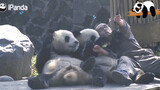 Panda dengan pengasuhnya yang suka berswafoto