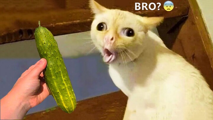 Baby Cats - Cute and Funny Cat Videos Compilation #32 | Aww Animals - Bilibili Baby Cats - Cute and Funny Cat Videos Compilation #32 | Aww Animals - Bilibili