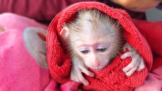 Smart Monkey Luca So Manners Waiting For Mom To Put On A New Diaper