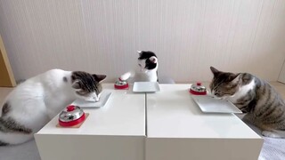 The Real NekoCafe