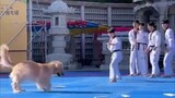 taekwondog