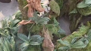 tanaman anggrek hutan indonesia