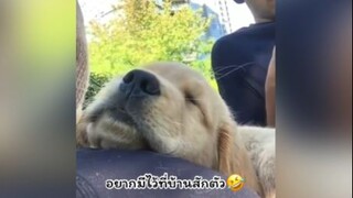 มุ้งมิ้งมากเลยตัวแค่เนี้ยะ