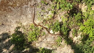 जलहारीहरुले यती ठुलो सर्प भेट्याए । sarpa | snake |