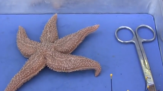 Let's find out why the starfish is capable of regeneration