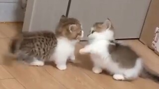 “小猫咪不可以打架！”